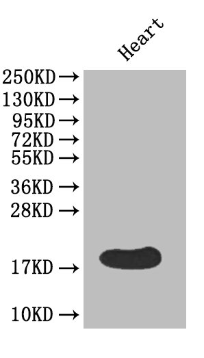 Western Blot<br />Positive WB detected in: mouse heart<br />All lanes: FABP3 Polyclonal Antibody at 4ug/ml<br />Secondary<br />Goat polyclonal to rabbit IgG at 1/50000 dilution<br />Predicted band size: 15 kDa<br />Observed band size: 15 kDa<br />