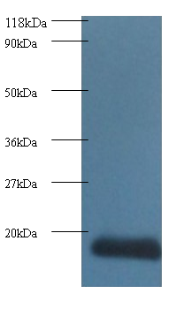 CDA Polyclonal Antibody