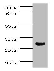 CASP3 Polyclonal Antibody