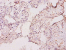 Csf1 Polyclonal Antibody (50 µl)