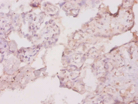 Csf1 Polyclonal Antibody