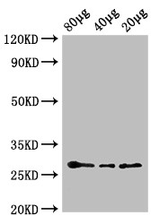 Western Blot<br />Positive WB detected in: Arabidopsis thaliana lysate at 80ug, 40ug, 20ug<br />All lanes: APX2 Polyclonal Antibody at 0.6ug/ml<br />predicted band size: 29 kDa<br />observed band size: 29 kDa<br /><br />