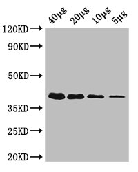 rbsK Polyclonal Antibody, HRP Conjugated