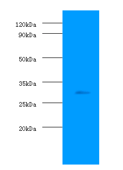 PHB Polyclonal Antibody