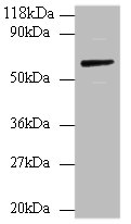 ANXA6 Polyclonal Antibody (100 µl)