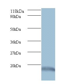 ISG15 Polyclonal Antibody