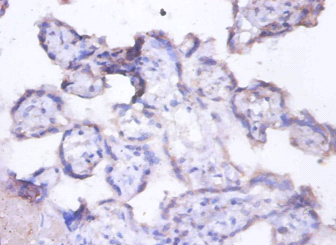 MFGE8 Polyclonal Antibody