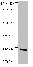 Western blot<br />All lanes: deoD Polyclonal Antibody at 2ug/ml+DH5a whole cell lysate<br />Secondary<br />Goat polyclonal to Rabbit IgG at 1/10000 dilution<br />Predicted band size: 26kDa<br />Observed band size: 26kDa<br />