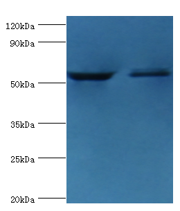 CASP8 Polyclonal Antibody