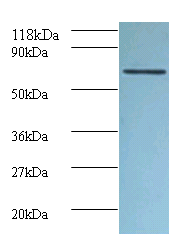 FAS Polyclonal Antibody