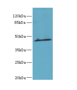 Ren2 Polyclonal Antibody