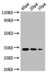 ldcA Polyclonal Antibody, Biotin Conjugated