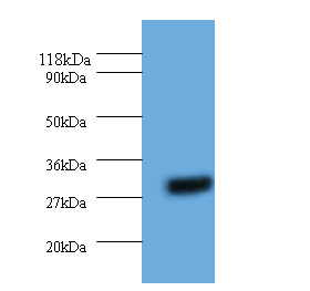 YWHAH Polyclonal Antibody