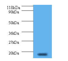 IFNG Polyclonal Antibody