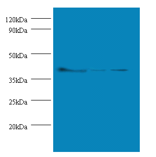 Actb Polyclonal Antibody