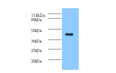 ELAVL2 Polyclonal Antibody