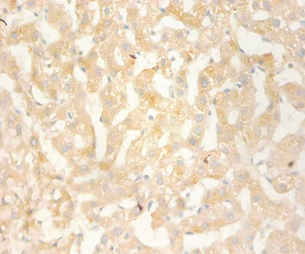 CXCL13 Polyclonal Antibody