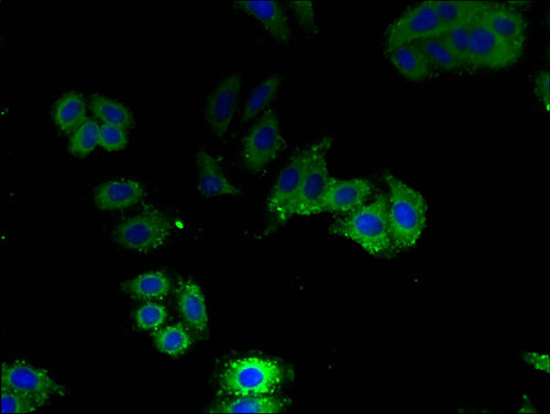 Immunofluorescent analysis of HepG2 cells at a dilution of 1:100 and Alexa Fluor 488-conjugated AffiniPure Goat Anti-Rabbit IgG(H+L)