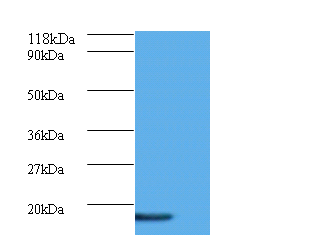 AP1S3 Polyclonal Antibody