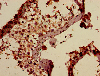 Immunohistochemistry of paraffin-embedded human testis tissue at dilution of 1:100