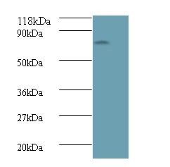 ICA1 Polyclonal Antibody