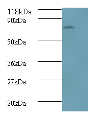 Avpr1a Polyclonal Antibody