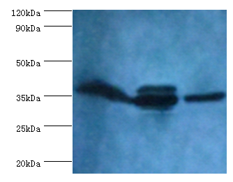 Apoe Polyclonal Antibody