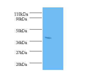 PON1 Polyclonal Antibody