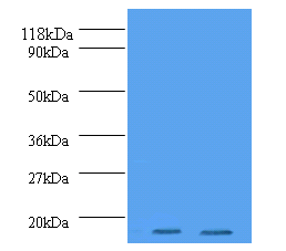 Histone H2A.J Polyclonal Antibody