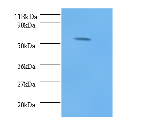 MMP10 Polyclonal Antibody
