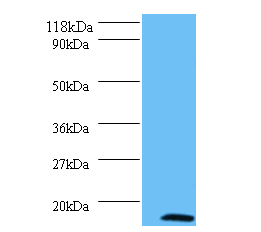 MRFAP1L1 Polyclonal Antibody