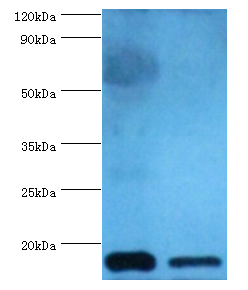 CST3 Polyclonal Antibody