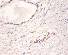 NTF4 Polyclonal Antibody