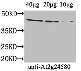 At2g24580 Polyclonal Antibody (100 µl)