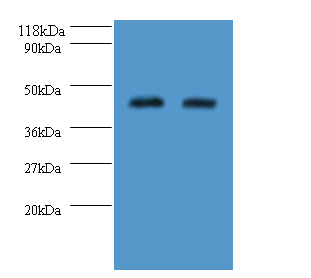 At2g24580 Polyclonal Antibody