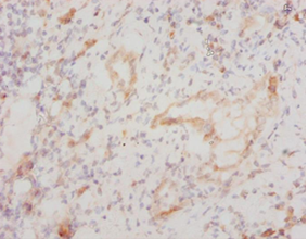 CYCS Polyclonal Antibody