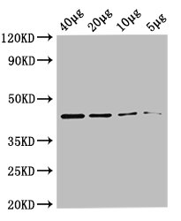 metC Polyclonal Antibody, Biotin Conjugated