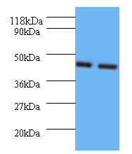 Avpr1b Polyclonal Antibody