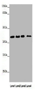 HNRNPA1 Polyclonal Antibody (100 µl)