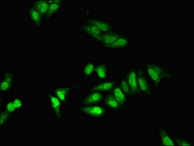Immunofluorescent analysis of Hela cells using HNRNPA1 Polyclonal Antibody at a dilution of 1:100 and Alexa Fluor 488-congugated AffiniPure Goat Anti-Rabbit IgG (H+L)