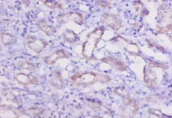 Immunohistochemistry of paraffin-embeded human kidney at dilution of 1:50