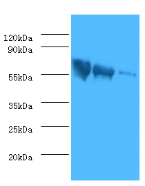 Glycoprotein G  Polyclonal Antibody