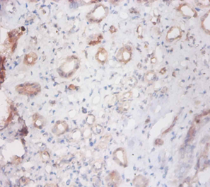 CTSS Polyclonal Antibody