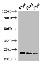 rpiA Polyclonal Antibody, Biotin Conjugated