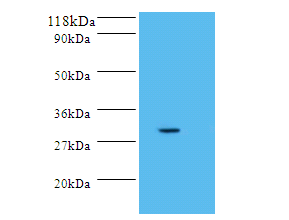 POMC Polyclonal Antibody