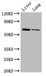 Ces1c Polyclonal Antibody, Biotin Conjugated (50 µl)