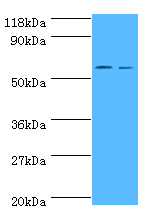 Ces1c Polyclonal Antibody