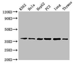 Anxa1 Polyclonal Antibody, Biotin Conjugated