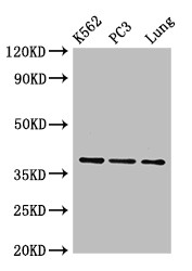 Anxa1 Polyclonal Antibody, HRP Conjugated