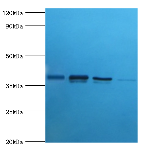 Anxa1 Polyclonal Antibody